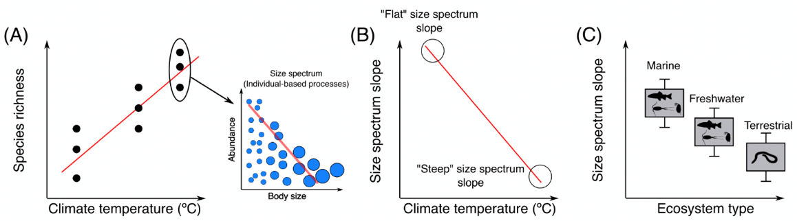 Hypotheses