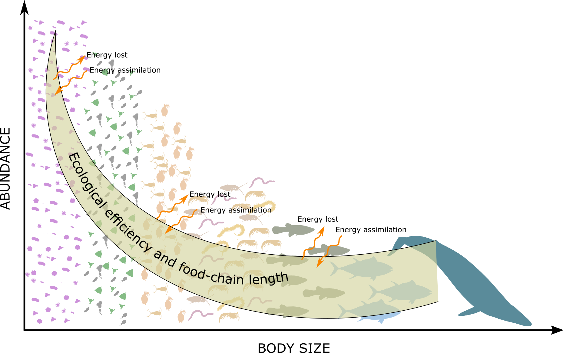 Size Spectrum